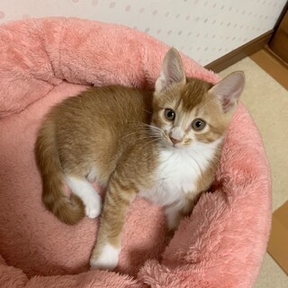 兄妹で素敵な家族が見つかりました☆ユニ君