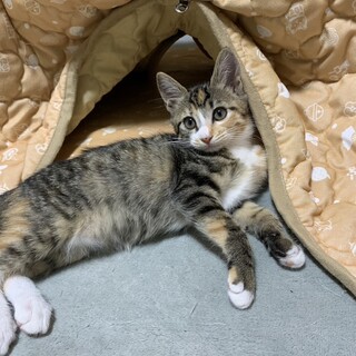 素敵なご家族と出会えました ♡ミルちゃん