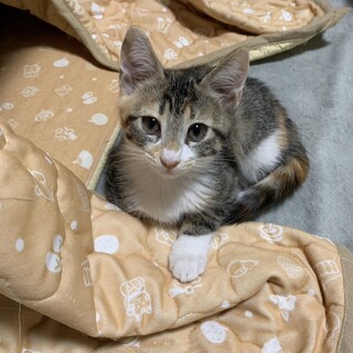 兄妹で素敵な家族が見つかりました♡メルちゃん