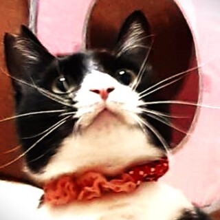 【１才】ふわふわ甘えん坊クン