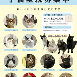 君と猫の赤い糸譲渡会 サムネイル2