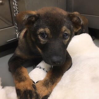 【相談中】かわいい子犬　カヌレちゃん　2ヶ月