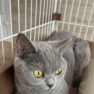 ブリティッシュ女の子