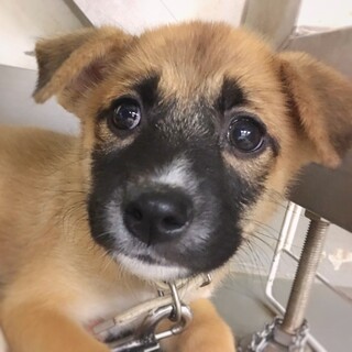 【相談中】かわいい子犬　おおまるくん　2ヶ月