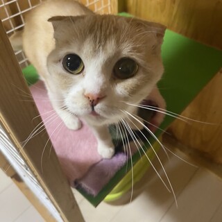  甘えん坊スコさん　ノノちゃん