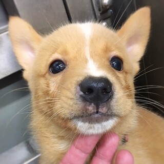 【相談中】かわいい子犬　ヴェスくん　1ヶ月半