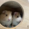 まいやんまる さん