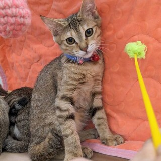 【10/22東日本橋】美猫！活発❤️まびちゃん