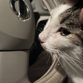 猫　オス　４歳くらい　