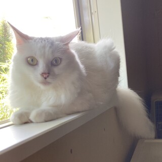 繊細で甘えん坊なカツラ子　推定3歳