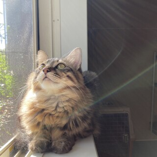 フレンドリーでマイペースな長毛のキジ子　