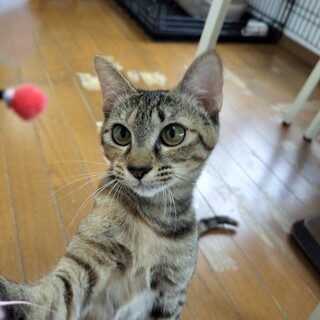 迎えに来てにゃ！★かんなちゃん