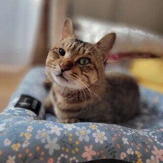 推定2〜3歳キジトラの男の子