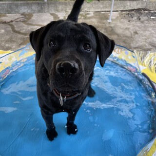 募集中止中です。2頭の里親募集です。