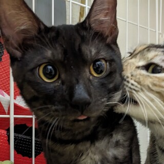 【10/22東日本橋】ブラックスモーク♡クロム