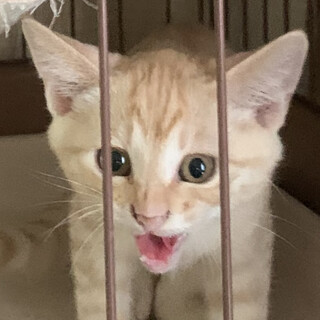 3ヶ月子猫、里親募集中