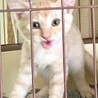 3ヶ月子猫、里親募集中 サムネイル2