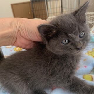 可愛いコロコロのブルーグレー ゆかりちゃん