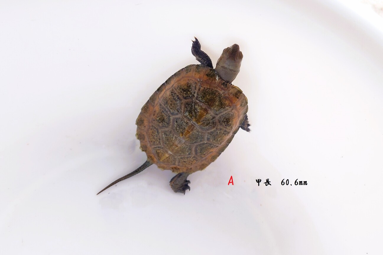 「イシガメの子亀」埼玉県 - 爬虫類・他の里親募集(473410) :: ペットのおうち【里親決定25万頭!】