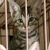 3ヶ月子猫、里親募集中 サムネイル2