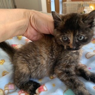 可愛いコロコロのサビ かおりちゃん 1,5ヶ月