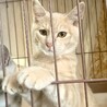 4ヶ月子猫、里親募集中 サムネイル2