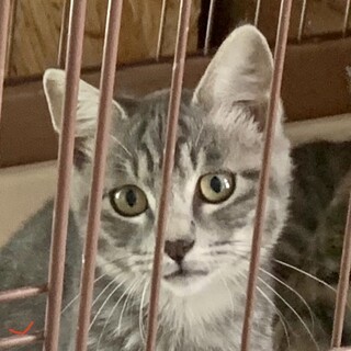 4ヶ月子猫、里親募集中