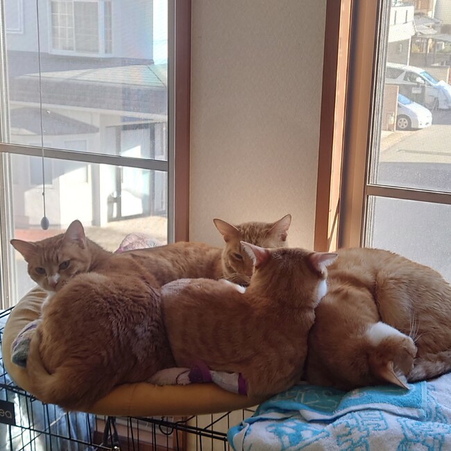 Cats@Miyuのカバー写真