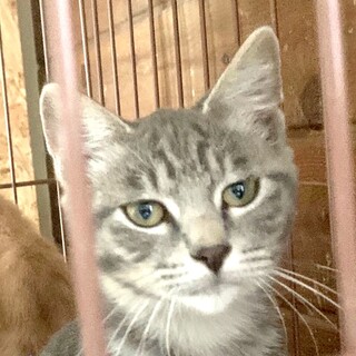 4ヶ月子猫、里親募集中