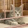 4ヶ月子猫、里親募集中 サムネイル2
