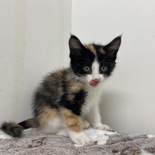 	「5c0604」三毛猫　