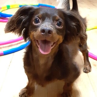 人懐こくて甘えん坊、チワックスの男の子、アロン君♪