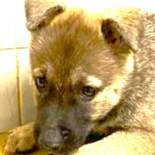 5-3-217◆可愛い子犬◆家族に迎えませんか？