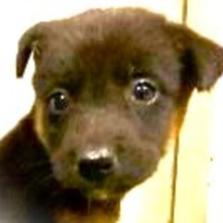 5-3-218◆可愛い子犬◆家族に迎えませんか？