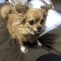 かわいいチワワ（3才）里親募集