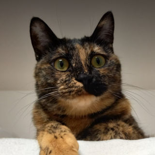 7/21石巻で里親探し会開催！美サビ姉妹『テン』