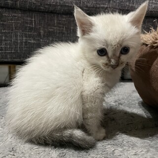 子猫里親募集中です！