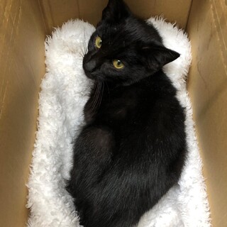 【生後5ヶ月の負傷子猫】北海道根室市