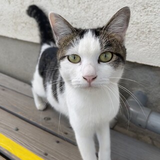 生後5週の子猫とママ　キジ白1歳　優しく賢い！