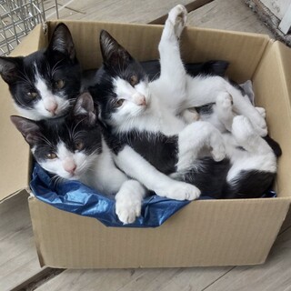 白黒ハチワレ4ヶ月