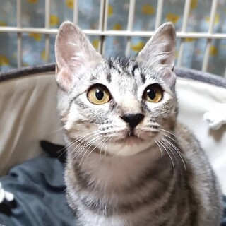 【10/22東日本橋】甘え上手♡あさがおちゃん