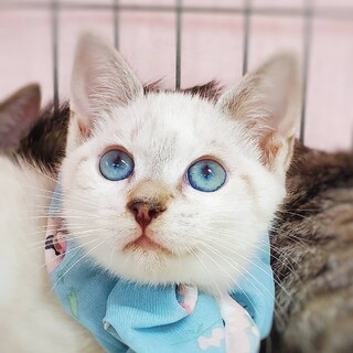 【10/22東日本橋】シャム系ブルーアイ♡藤丸くん