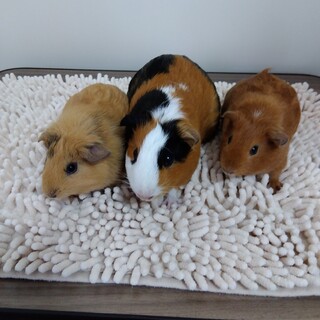 モルモット メス3匹