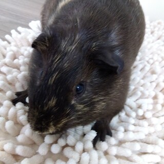 モルモット 男の子 5月27日生まれ