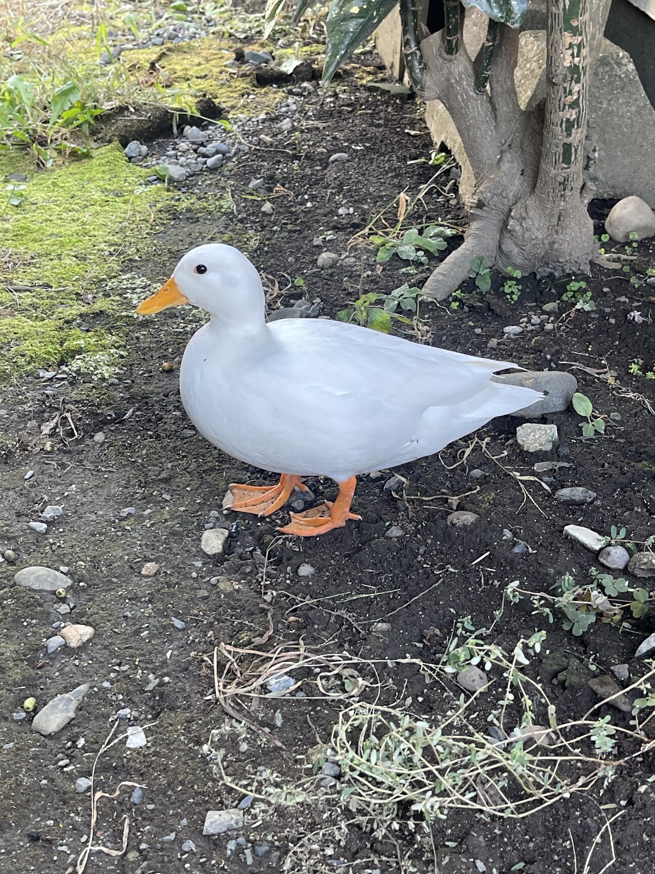 コールダック捨てられてて」茨城県 - 鳥の里親募集(473488