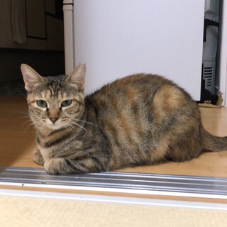 つかさ　1歳　メス