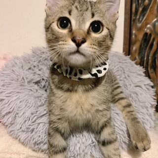 顔を見ただけでゴロゴロ～♡リバーくん