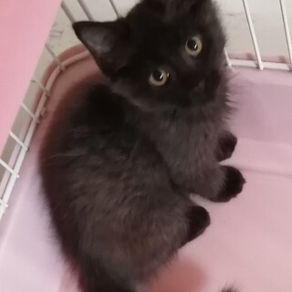 ゴージャスな長毛の仔猫、黒猫のベアー君！