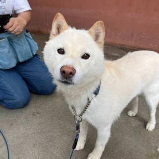 訓練所で頑張ってる白柴の僕ちゃん