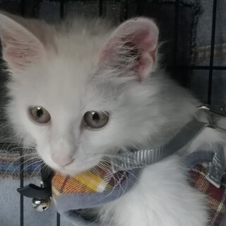 ゴージャスな長毛の仔猫、白猫のホワイト君！